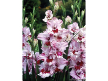 ��������� ��� ������! �-99