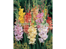 ����� ������������� ������������� ������ -67