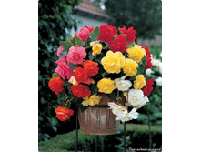 ������� ������ ����� (�������.)-110