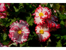 ������� ������ -84