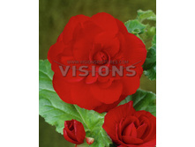 ������� �������� �����������. ��� -73