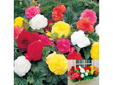 ������� ����������� ������� ����� -117