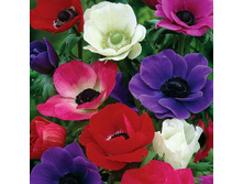 ������� �� ���� -59