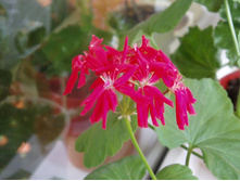 ������������� ���������� Cherry 