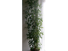 ��������� ���