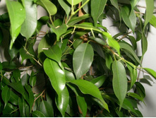 ������ ������ ������