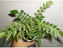 ������� ������. 