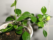 ������� ������� � �������