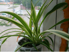 ������ �������������