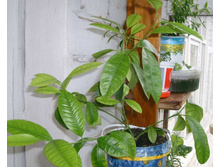 �������� �����������