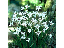 ���������� ���������� -43