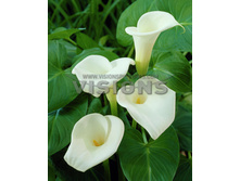 ����� ������������ -81