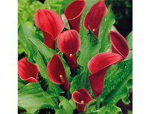 ����� ��������� ��� -95