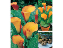 ����� ����� -94