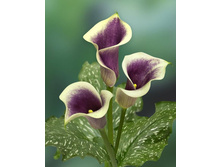 ����� ������� -91