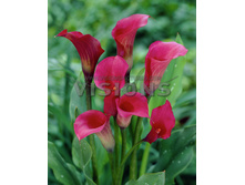 ����� �������� -91