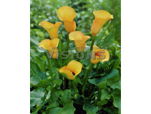 ����� �������� -92