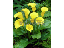 ����� ����� ���� -91