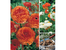 ���������� �����-74