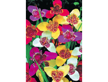 �������� -66