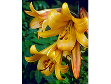 ����� ������� ���� -80