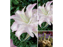 ����� ���� ����-138