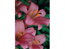 ����� ���� �������� -80