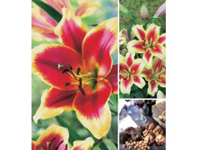 ����� ��� ���� - 71