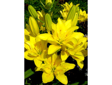 ����� ���� ������� (�����.����.)-87