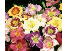 �������� ����� -114