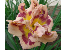 �������� ����������� ����� -182