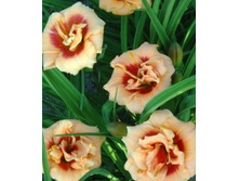 �������� �-�����-� -209