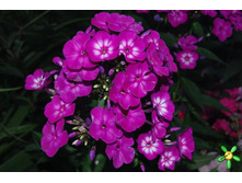 ����� ���� -89