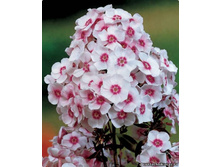 ����� ���� ������� -75