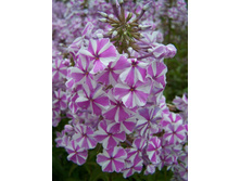 ����� ������ - 97