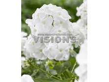 ����� ���������  -75