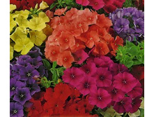 ����� �����-111