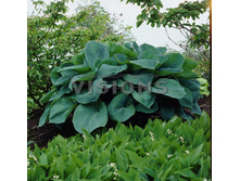 ����� ��� ����� (�����������) -106