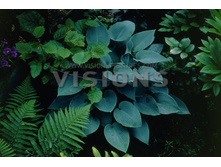 ����� ��� �������� (�����������) -89