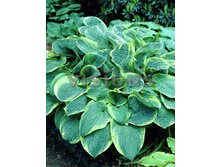 ����� �������� ��� (�����������) -87