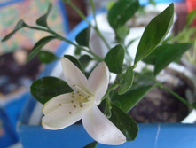 ������� �������