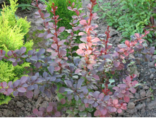 �������� �������� 