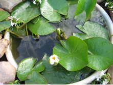 �������� �����