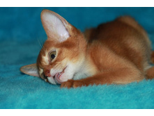 ����������� 118.jpg