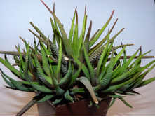 �������� ���������