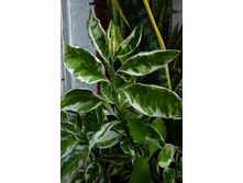 ���������� �������������