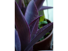 ���������� ���������