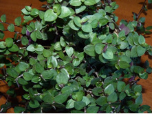 �������� ��������