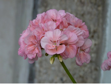 ���������� �������