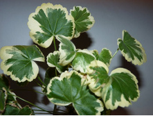 ���������� ���� Madam Salleron